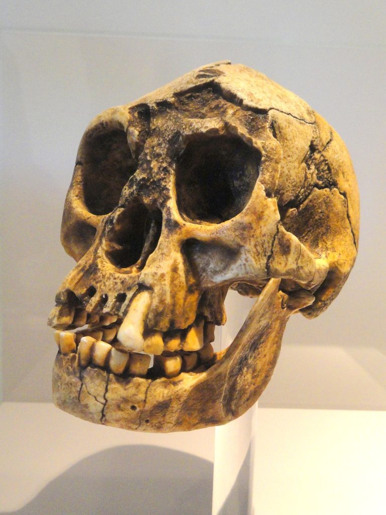 The Evolution of the Human Brain Set It Up for Failure Early human skull exhibit in a museum display
