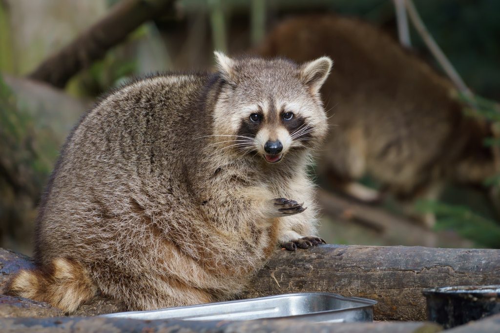 Rabies Vaccine Cost and Coverage Gaps: What Patients Should Know Raccoon in a natural woodland setting